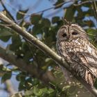 Waldkauz (Strix aluco)