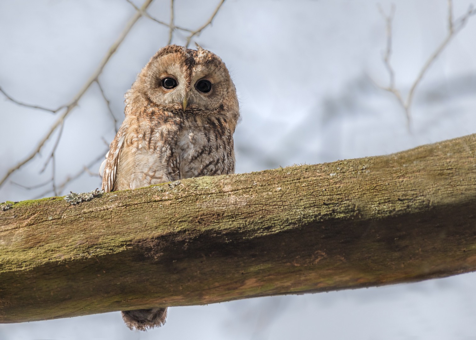 Waldkauz (Strix aluco)