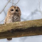 Waldkauz (Strix aluco)