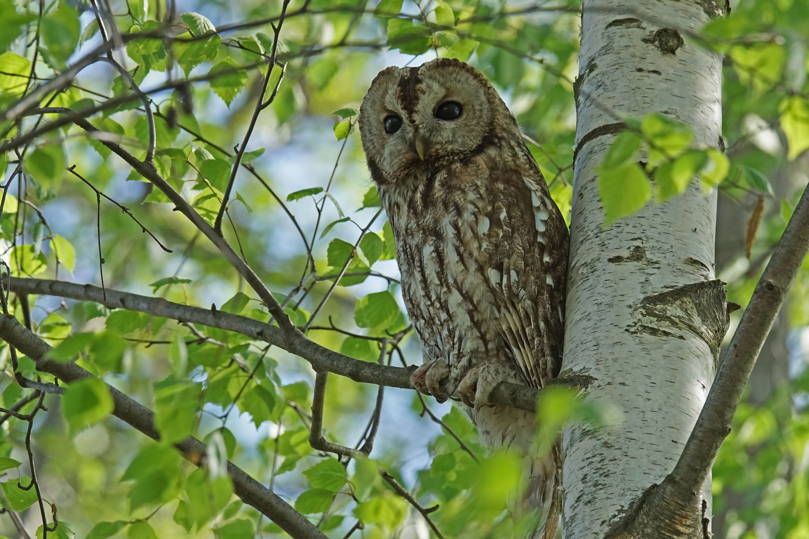 Waldkauz (Strix aluco)