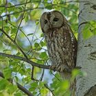 Waldkauz (Strix aluco)