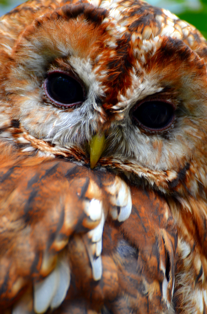 Waldkauz (Strix aluco)