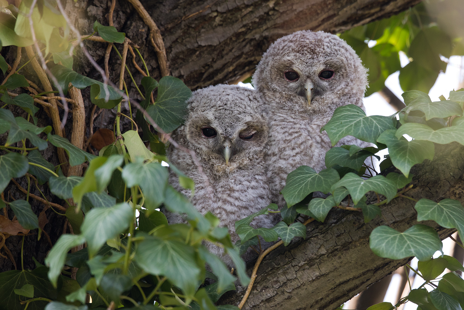 Waldkauz (Strix aluco)