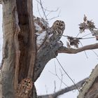 Waldkauz (Strix aluco)