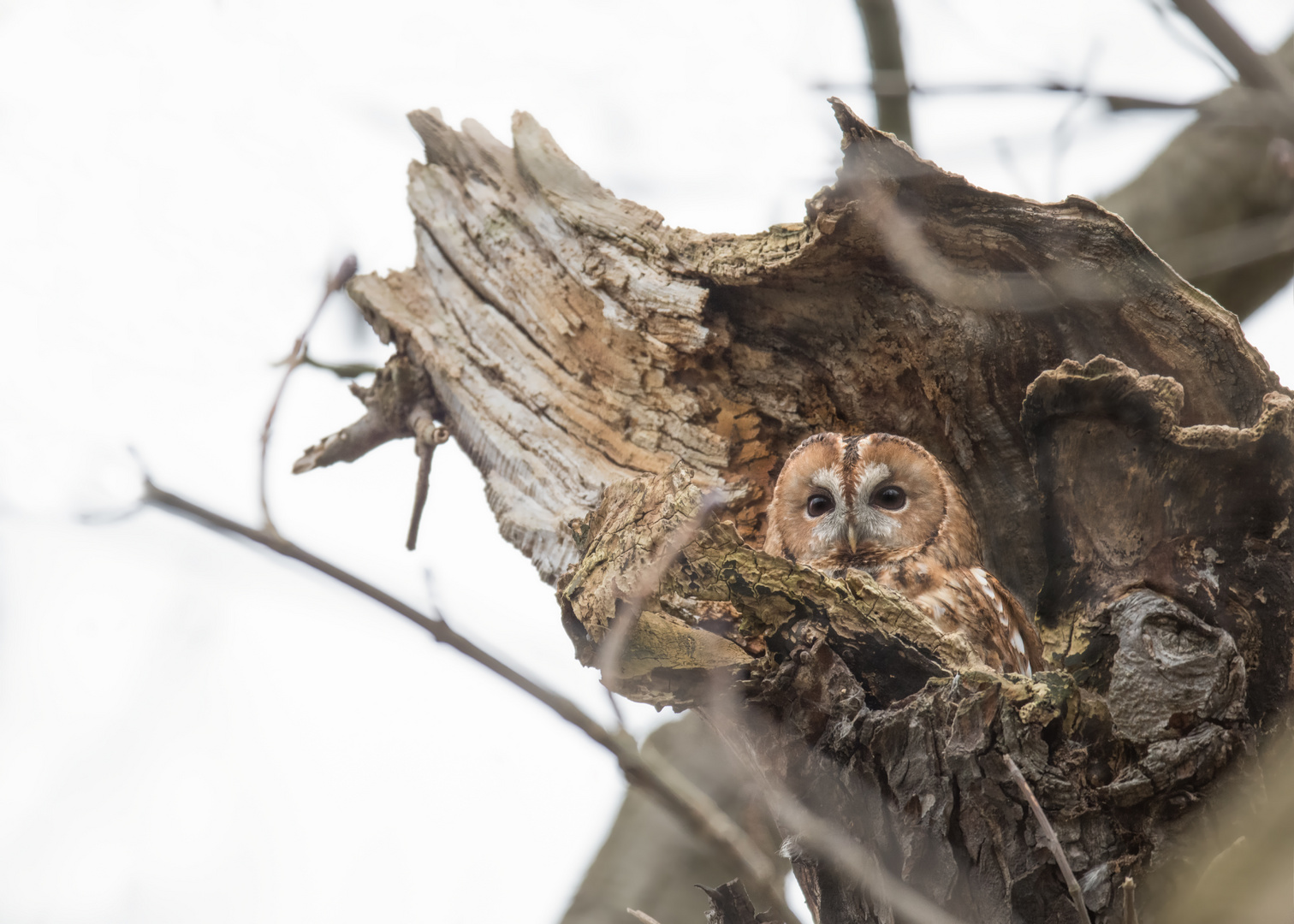 Waldkauz (Strix aluco)