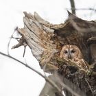 Waldkauz (Strix aluco)