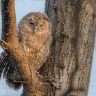 Waldkauz (Strix aluco)