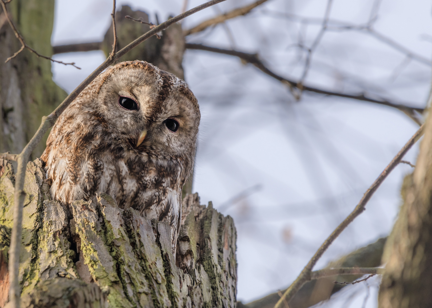 Waldkauz (Strix aluco)