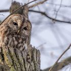 Waldkauz (Strix aluco)