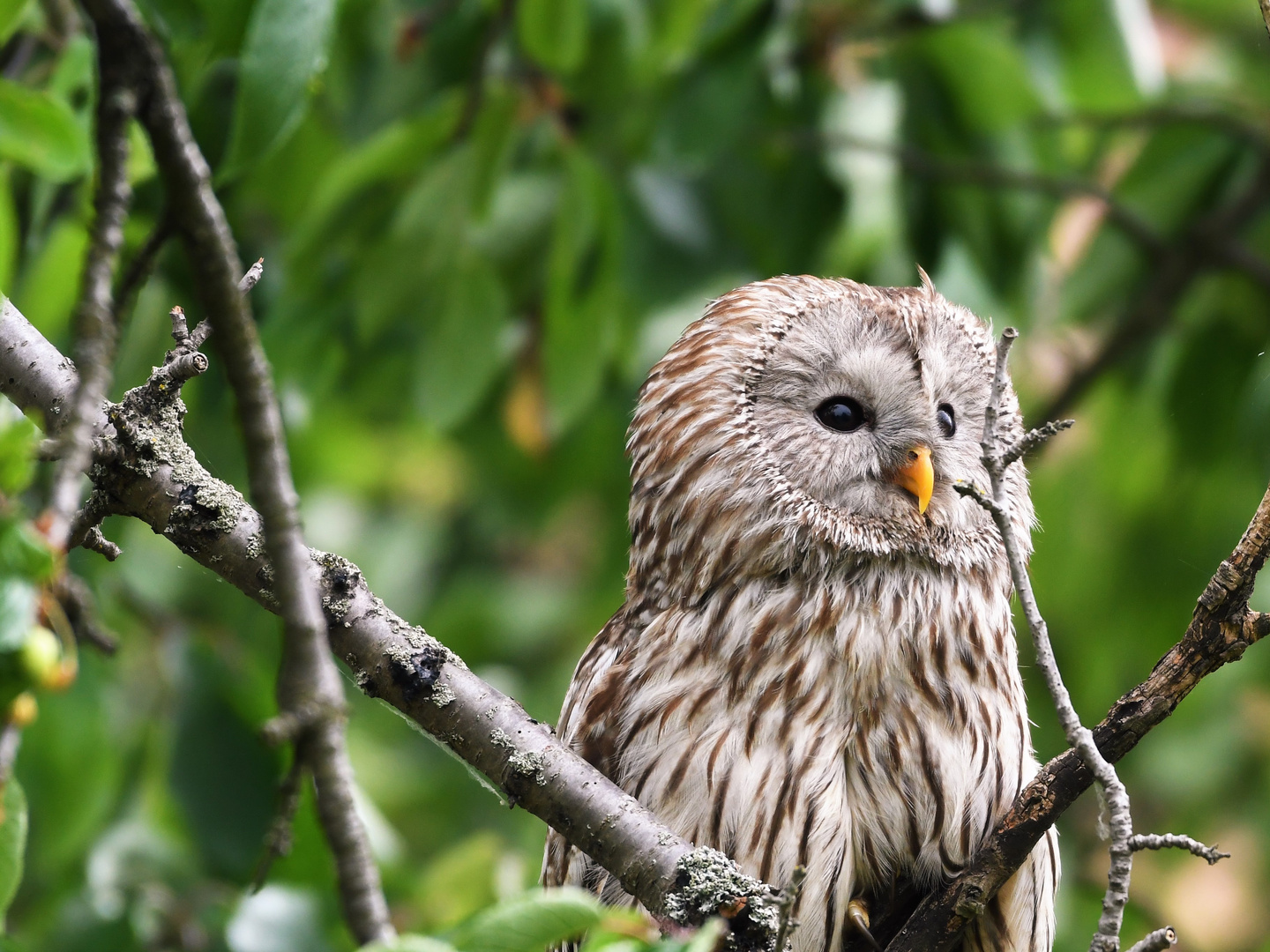 Waldkauz (Strix aluco)