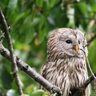 Waldkauz (Strix aluco)