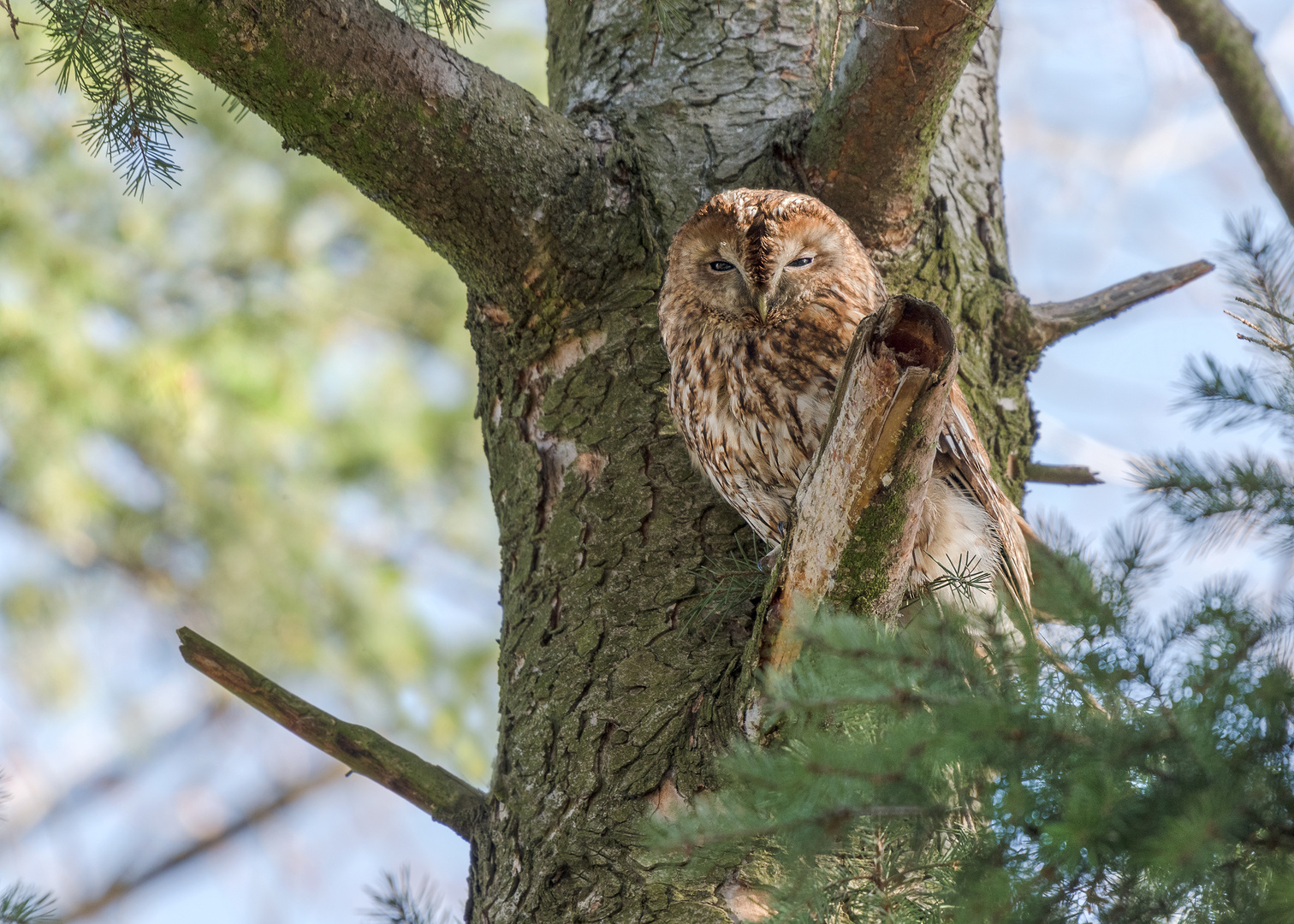 Waldkauz (Strix aluco)