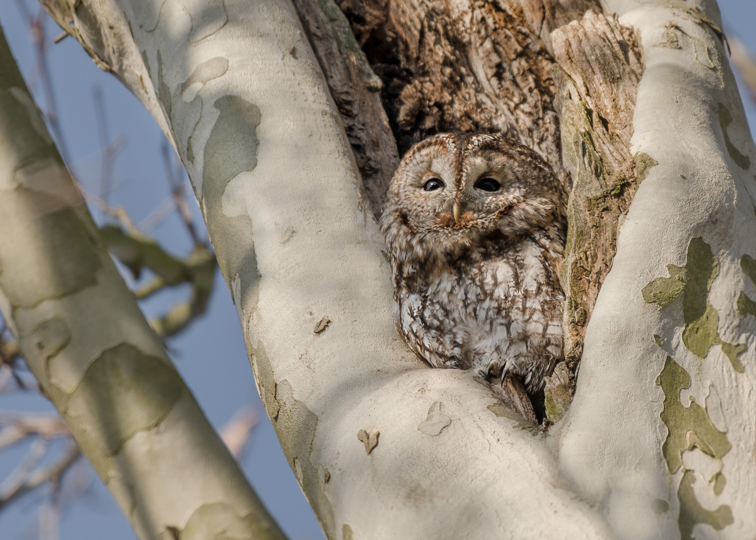 Waldkauz (Strix aluco)