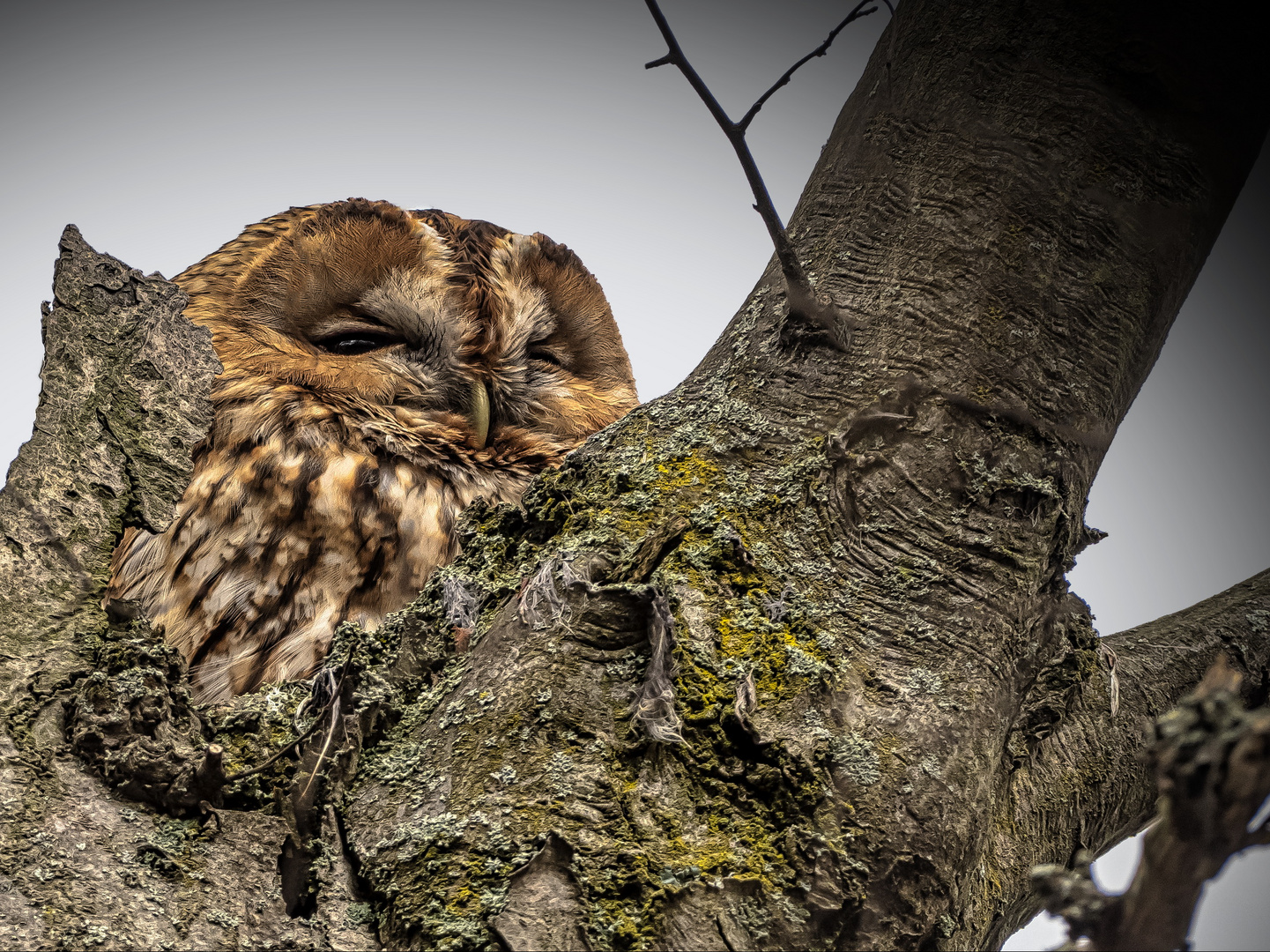  Waldkauz (Strix aluco) 