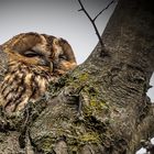  Waldkauz (Strix aluco) 