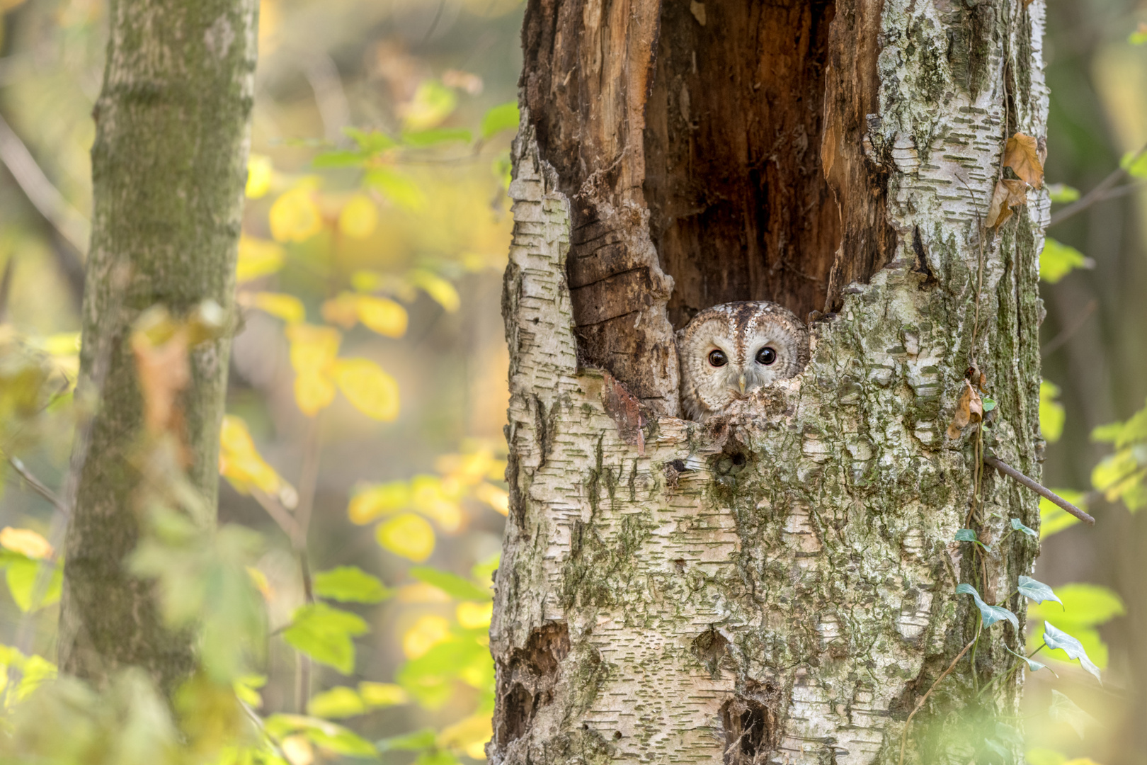 Waldkauz (Strix aluco)