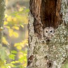 Waldkauz (Strix aluco)