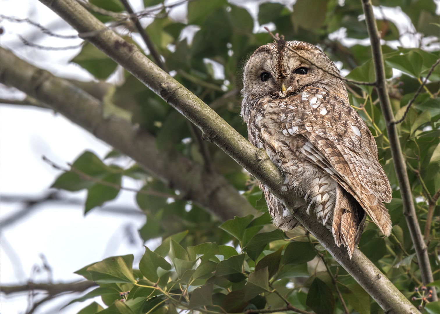 Waldkauz (Strix aluco)