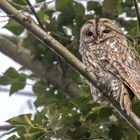 Waldkauz (Strix aluco)