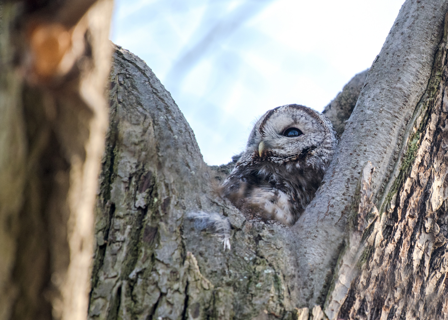 Waldkauz (Strix aluco)