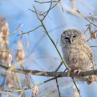 Waldkauz (Strix aluco)