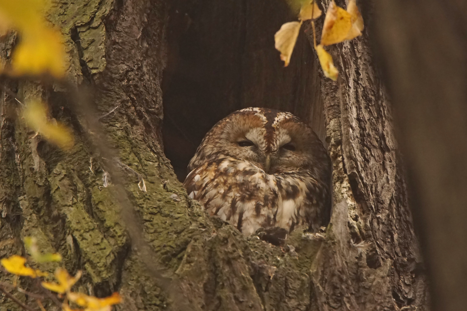 Waldkauz (Strix aluco)