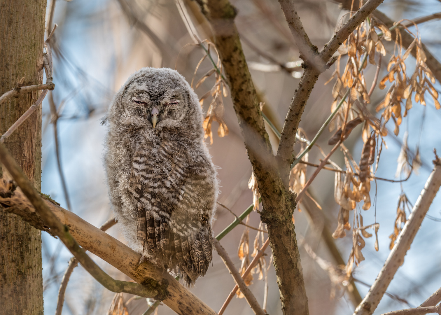 Waldkauz (Strix aluco)