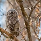 Waldkauz (Strix aluco)