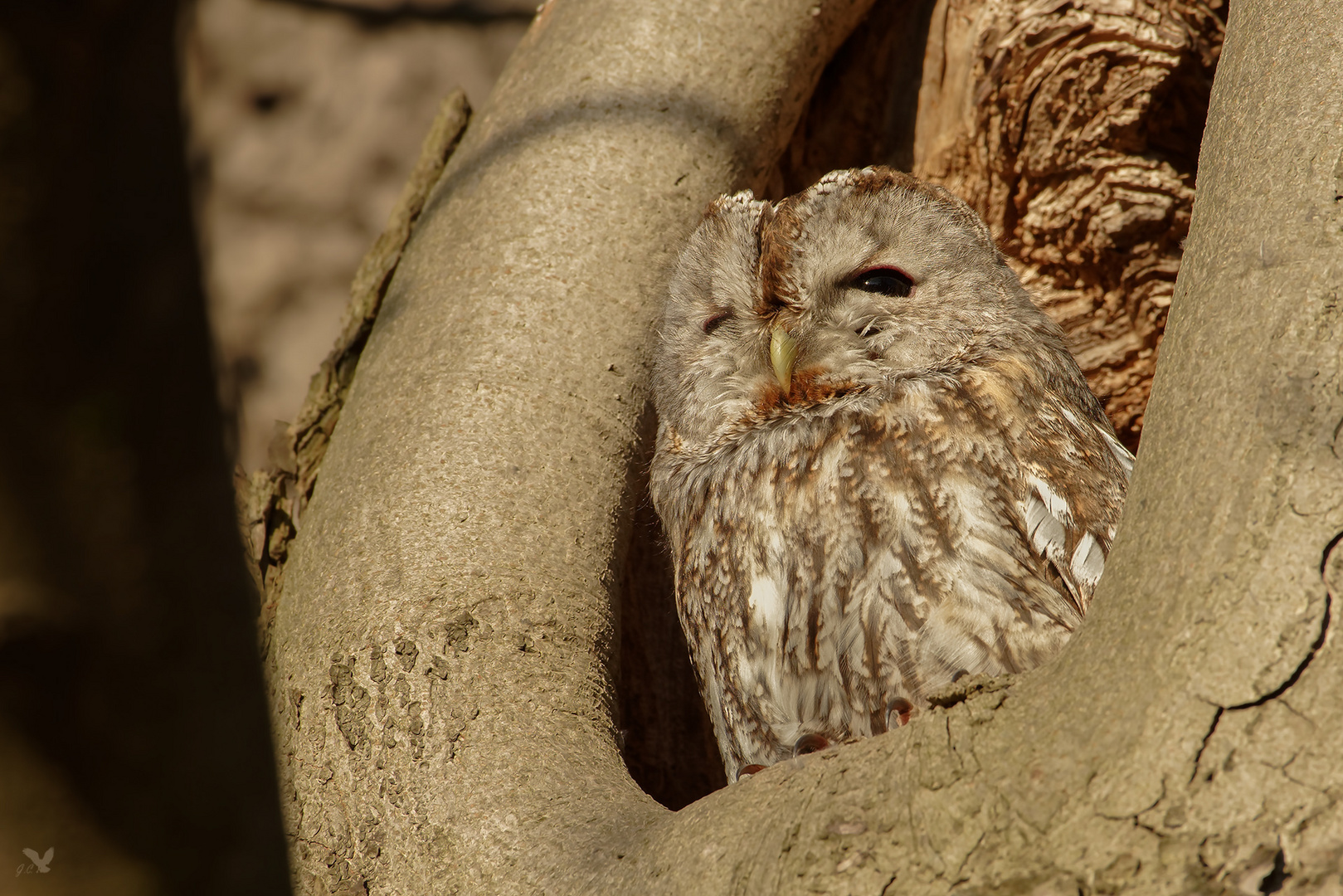 Waldkauz (Strix aluco) ...