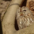 Waldkauz (Strix aluco) ...