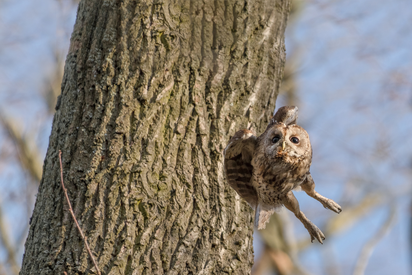 Waldkauz (Strix aluco)