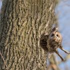 Waldkauz (Strix aluco)