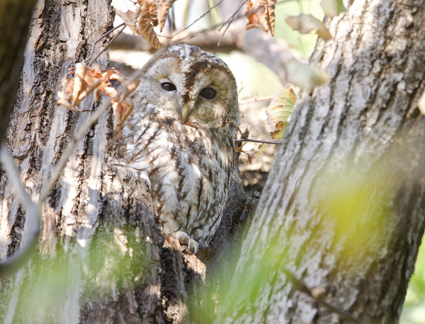 Waldkauz (Strix aluco)