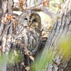 Waldkauz (Strix aluco)