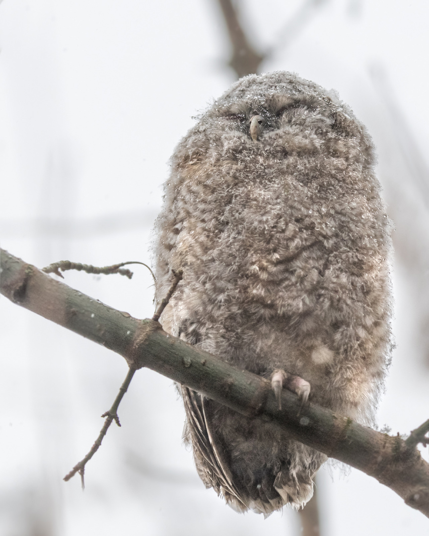 Waldkauz (Strix aluco)