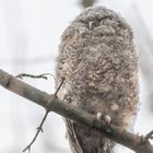 Waldkauz (Strix aluco)