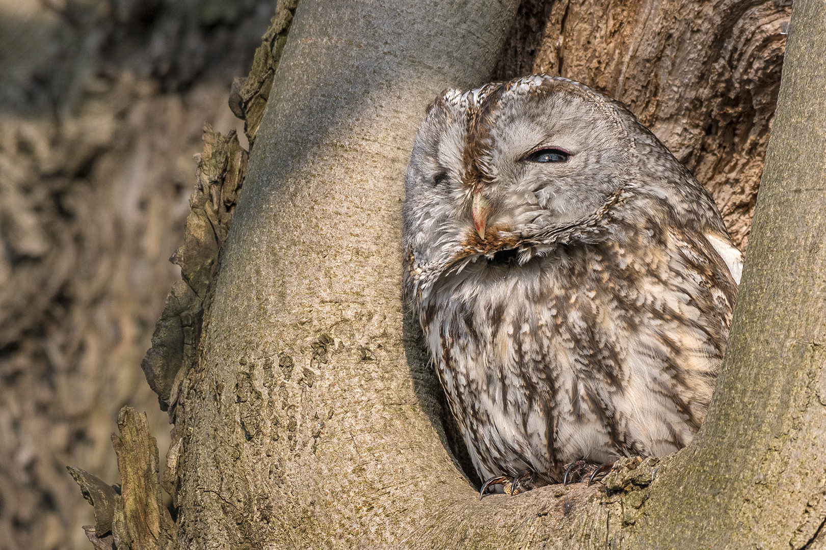 Waldkauz (Strix aluco)  