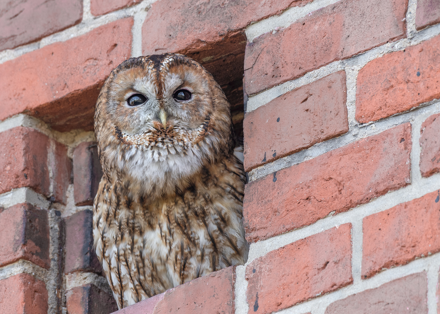 Waldkauz (Strix aluco)