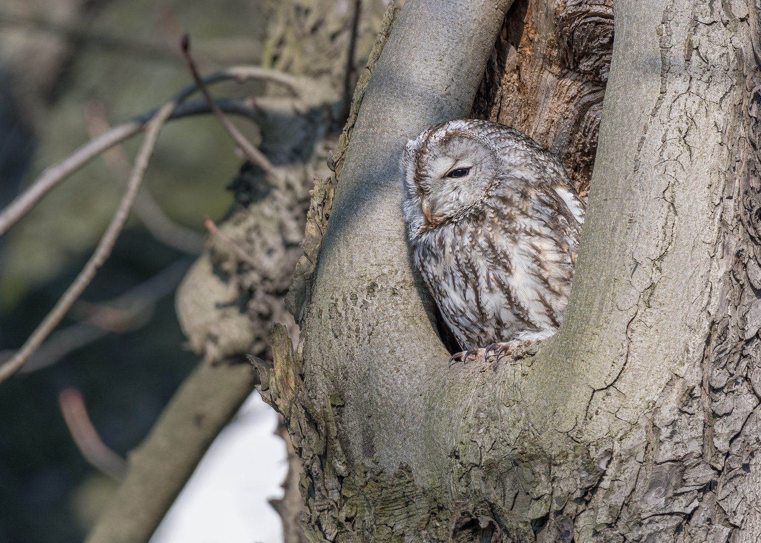 Waldkauz (Strix aluco)