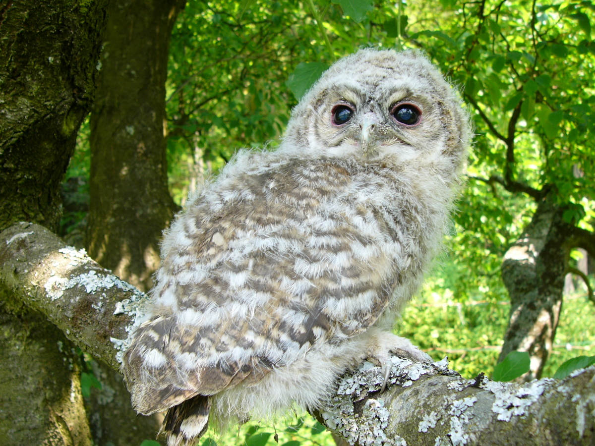 Waldkauz (Strix aluco)