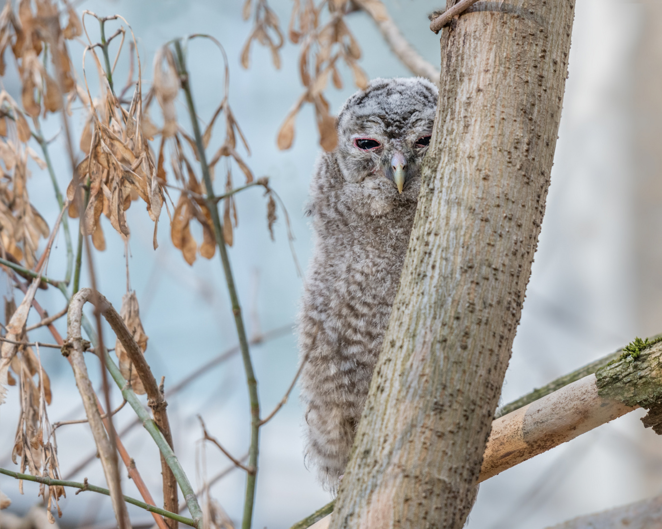 Waldkauz (Strix aluco) 