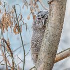 Waldkauz (Strix aluco) 