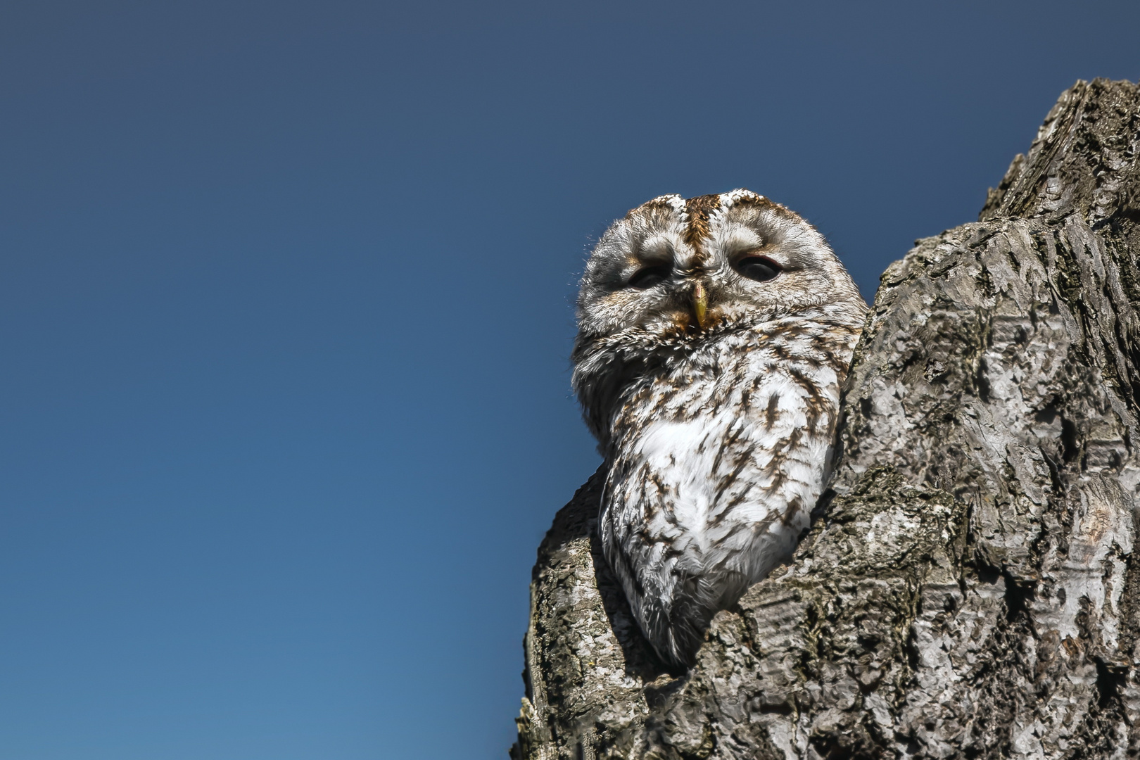  Waldkauz (Strix aluco) 