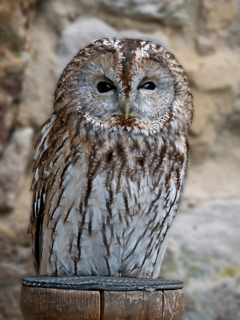 Waldkauz (Strix aluco)