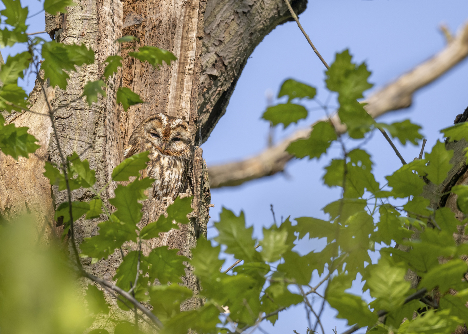 Waldkauz (Strix aluco)