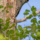 Waldkauz (Strix aluco)