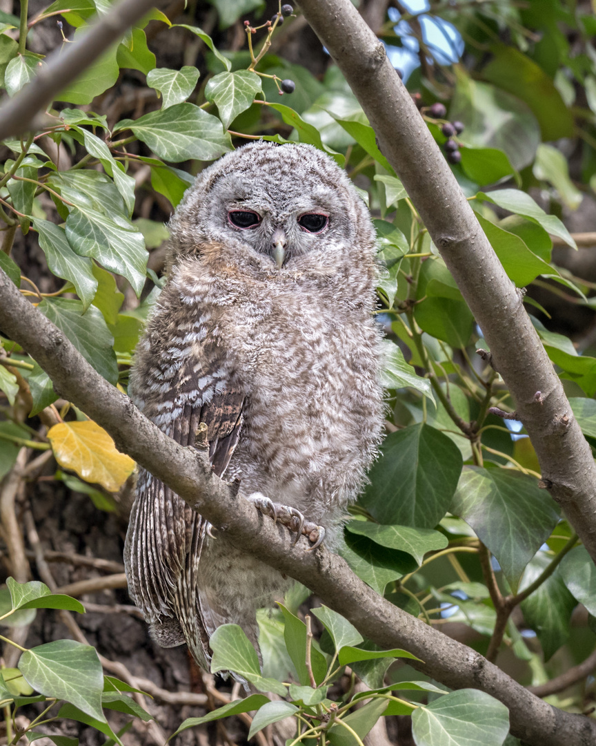 Waldkauz (Strix aluco)