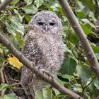 Waldkauz (Strix aluco)