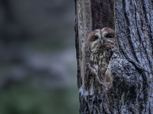   Waldkauz (Strix aluco)