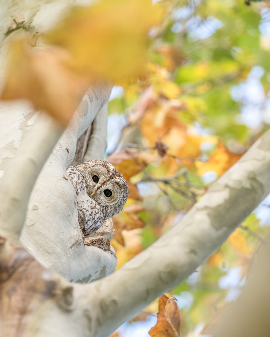 Waldkauz (Strix aluco)